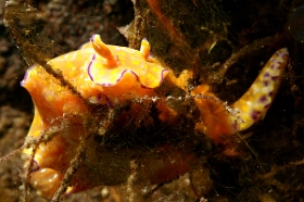 Bali 2016 - Ceratosoma palliollatum - nudibranche - IMG_5928_rc